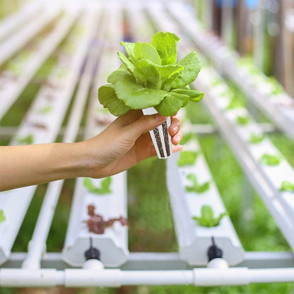 Sheila Merchandise growing basket held in hand with green lettuce for easy hydroponic gardening setup