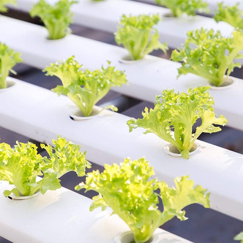 Growing basket system with green lettuce plants for easy hydroponic gardening by Sheila Merchandise